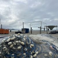 As regras da pesca da tainha ajudam ou atrapalham?