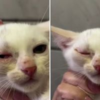 Seu gato está espirrando? Gripe felina não é brincadeira