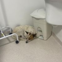 Doguinho protege a dona durante atendimento em UPA de BC