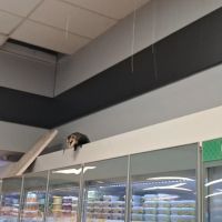 Gambá despenca do forro de supermercado