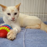 Gato doado pela Uapa é internado em estado grave