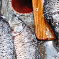 Justiça manda empresa indenizar morador por fedentina de peixe