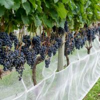 Cresce o número de vinícolas em Santa Catarina