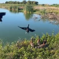Marrequinhos resgatados na BR 101 são devolvidos à natureza