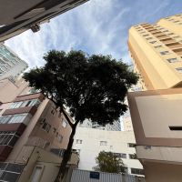 Moradores tentam salvar a única árvore da rua 1107