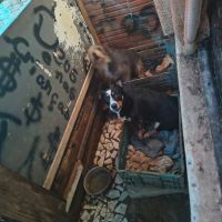 Força-tarefa resgata 12 cães de “calabouço” em BC