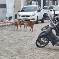 Cães abandonados tiram o sossego no Santa Regina