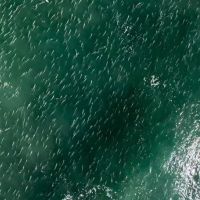 Cardume histórico de tainhas é flagrado na costa de Laguna