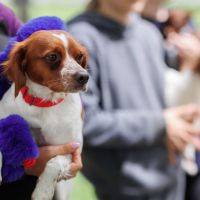 Bazar em Camboriú vai arrecadar recursos para ONGs de proteção animal