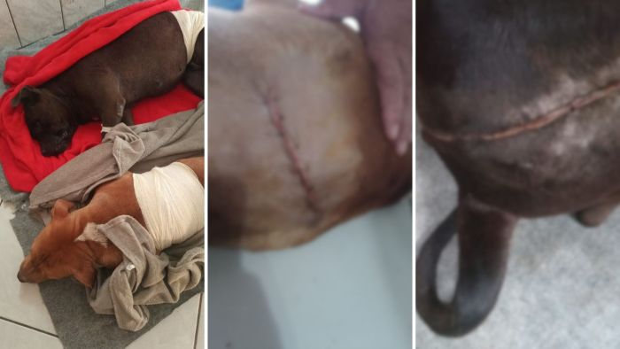 Cortes foram tão profundos que doguinhos quase perderam os movimentos das patas