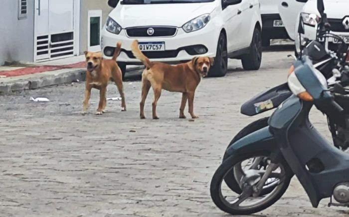 Moradores reclamam de dogs circulando pelas ruas do bairro