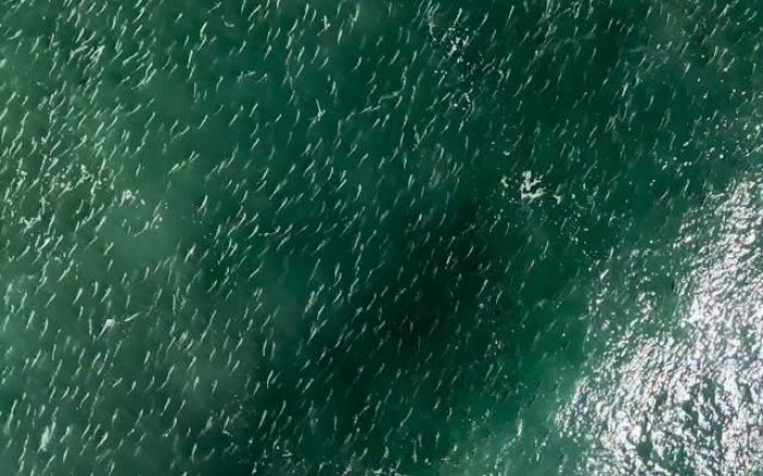 “Mar de peixe” se estendeu por mais de dois quilômetros