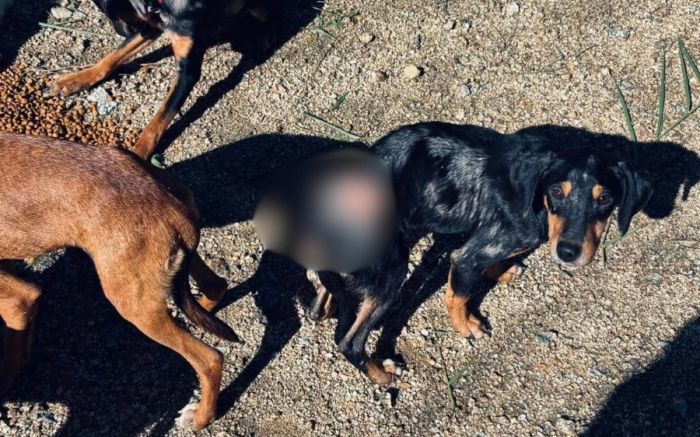 Animais foram encontrados com fome, ferimentos e no frio