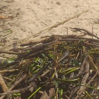 Espetáculo feio nas praias de Itajaí