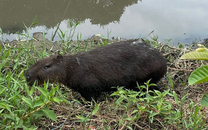 Crime ambiental! Capivara é flechada e PM Ambiental e Fucam de Camboriú nada fazem