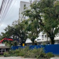 Mais árvores, menos arboricidas
