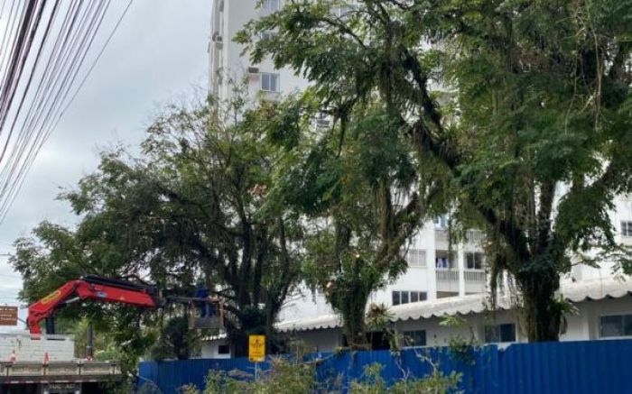 Mais árvores, menos arboricidas