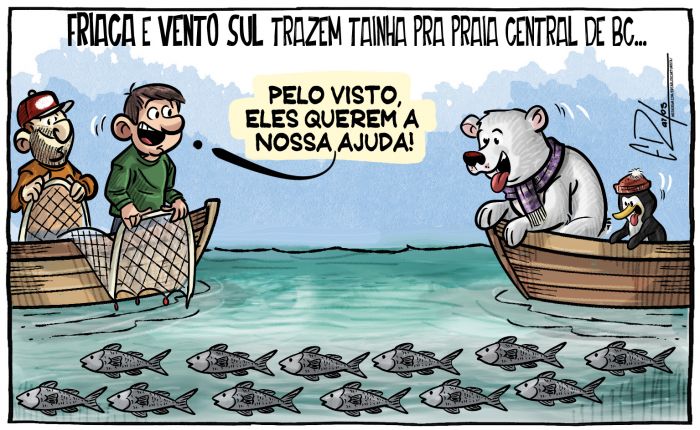 Tainhas na praia central de BC