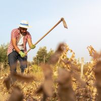Aposentadoria por idade híbrida: quando o campo, o mar e a cidade se encontram no mesmo direito