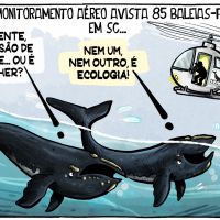 Monitoramento aéreo registra baleias-francas na costa de SC