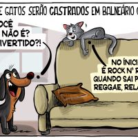 Castração de mil cães e gatos em Balneário Camboriú