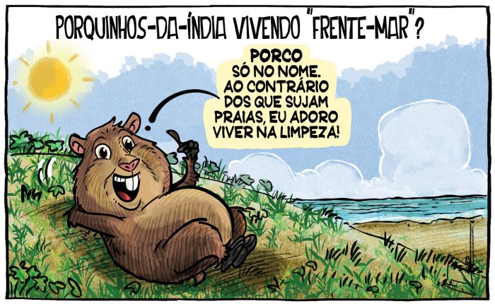 Porquinhos-da-índia na restinga da Praia Brava em Itajaí