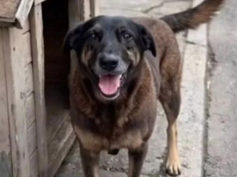 Crime hediondo. O brutal assassinato do cão Orelha acende o alerta de que precisamos de uma legislação mais severa, que puna com rigor quem comete esse crime insano