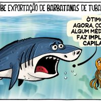 Proibida exportação de barbatanas de tubarão-azul