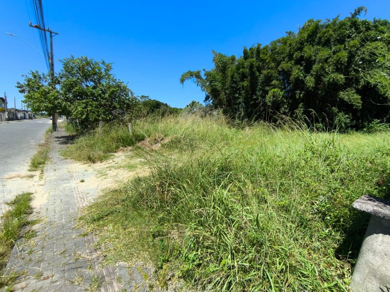 O Ricardo Ventura, o Risadinha (PP), virou prefeito de Navega city e tem a bucha de acabar com o matagal preservado nas ruas dengo-dengosas