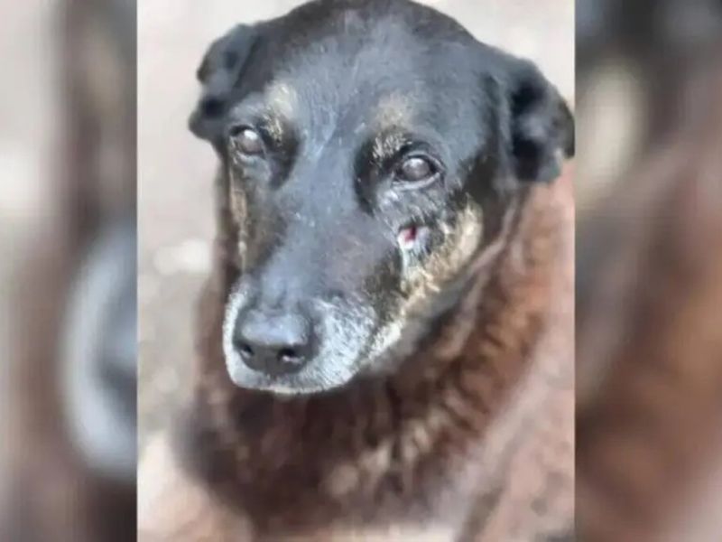 Orelha Passado o furacão nas redes sociais e depois de novos pedidos de investigação no caso Orelha, até o momento o MPSC não encontrou elementos suficientes para pedir a responsabilização jurídica de envolvidos. Fontes próximas ao Ministério Público revelam que, se nenhuma prova robusta aparecer, a tendência é pelo arquivamento do processo. (Reprodução/Redes Sociais)