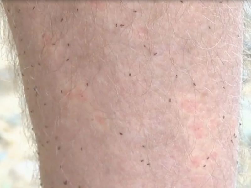 Fapesc, no comando do Valdir Cechinel, vai pra cima do pestilento mosquito maruim, pra ajudar Luiz Alves 