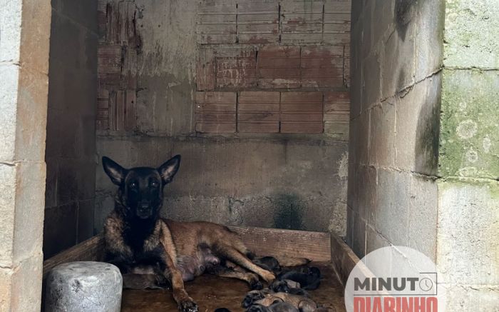 Canil clandestino é fechado e 50 dogs são resgatados