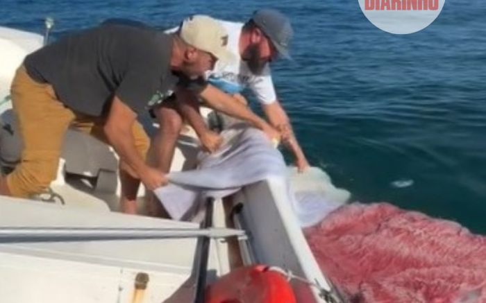 Pescadores encontram placenta de baleia em registro inédito em SC