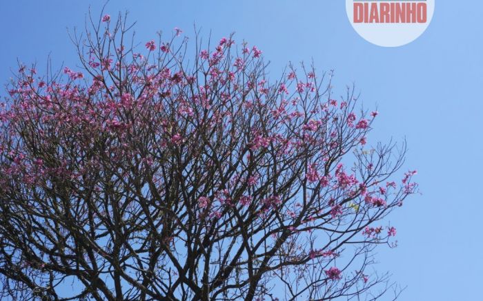Floração de ipês cria espetáculo pelas ruas