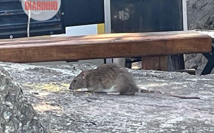 Ratão rouba comida de passarinhos e se esbanja ao lado de food-trucks
