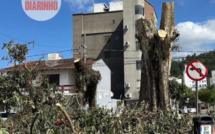 Árvore centenária da Martin Luther será derrubada após incêndio criminoso