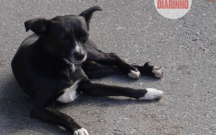 Programa fará castração de mil cães e gatos em Balneário Camboriú