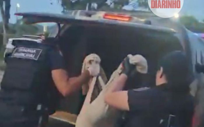 Suspeito de ajudar a matar cachorro em Itajaí vai para a cadeia