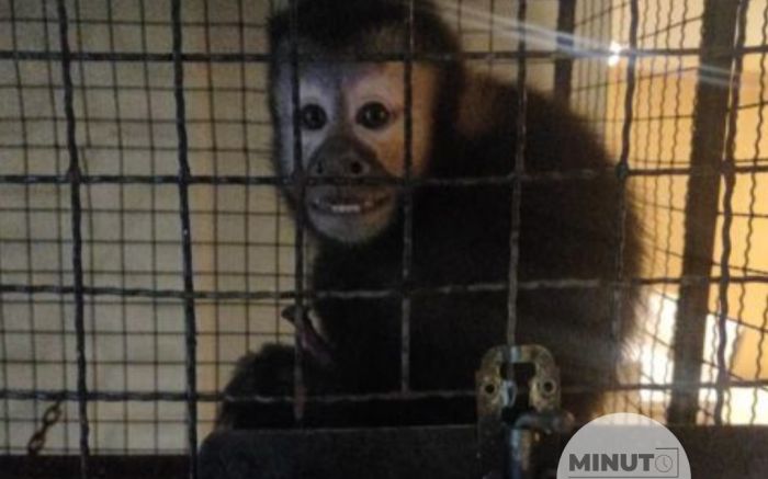 🚨🐾 OPERAÇÃO CONTRA TRÁFICO DE ANIMAIS EM SC