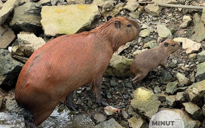 Família de capivaras curte domingo na  Marina Itajaí