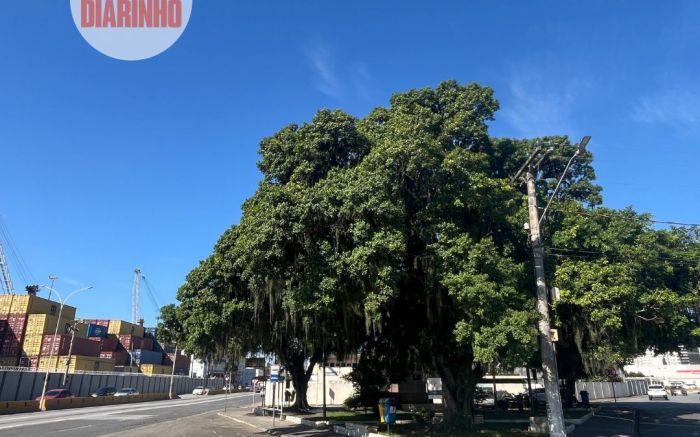 Qual será o futuro de praça com figueiras gigantes em frente ao porto?