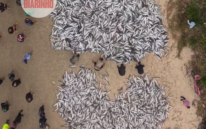 Cardume histórico de tainhas é flagrado na costa de Laguna